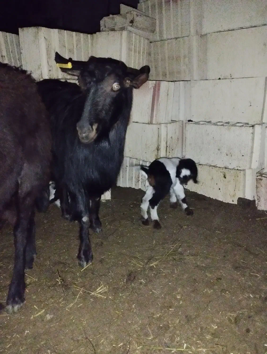 بز دورگ محلی|حیوانات مزرعه|آزادشهر, |دیوار