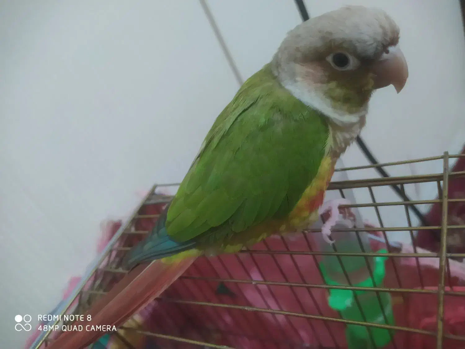 فقط جفت گیری|پرنده|رشت, شهرک صبا|دیوار