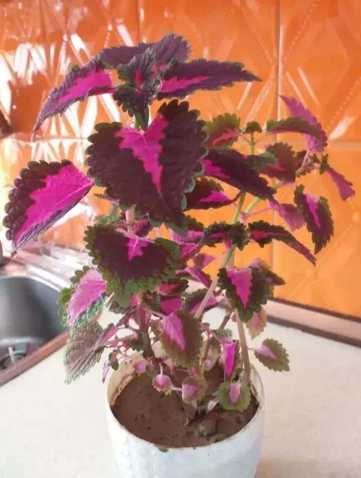 تعداد ۳عدد گل حسن یوسف (گل مخمل)|گل و گیاه طبیعی|تهران, جوادیه تهرانپارس|دیوار