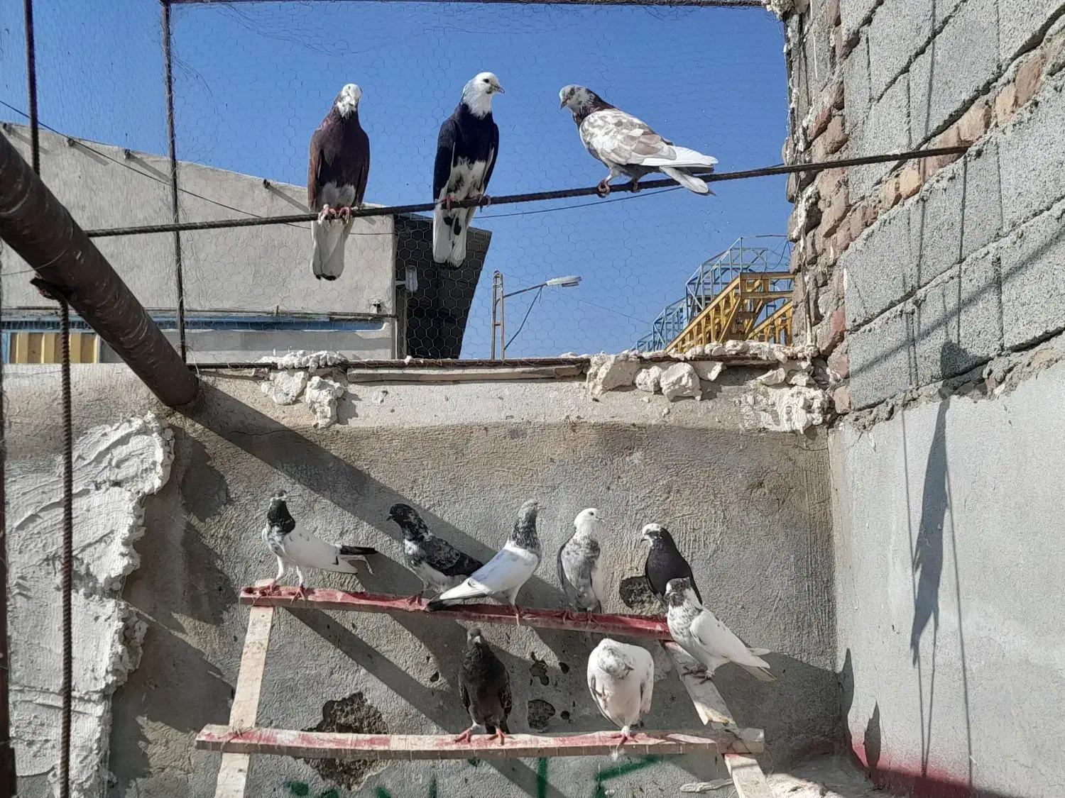 کبوتر واقعا خاص|پرنده|سلماس, |دیوار