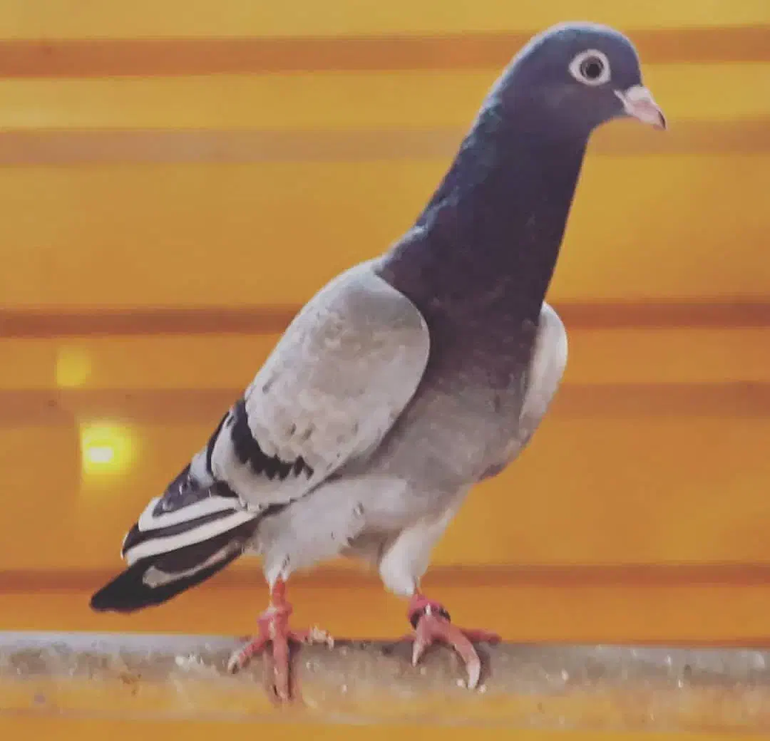 کبوتر تیپلر انگلیسی|پرنده|شهریار, شهریار|دیوار