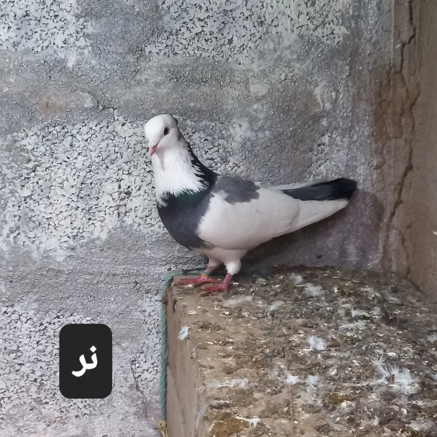 کبوتر زینتی و معمولی|پرنده|رودسر, |دیوار