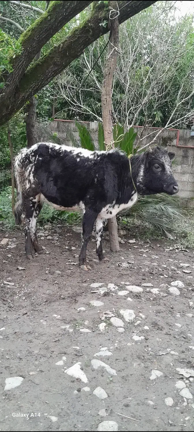 گوساله ماده گاو|حیوانات مزرعه|رشت, کوی مهر|دیوار
