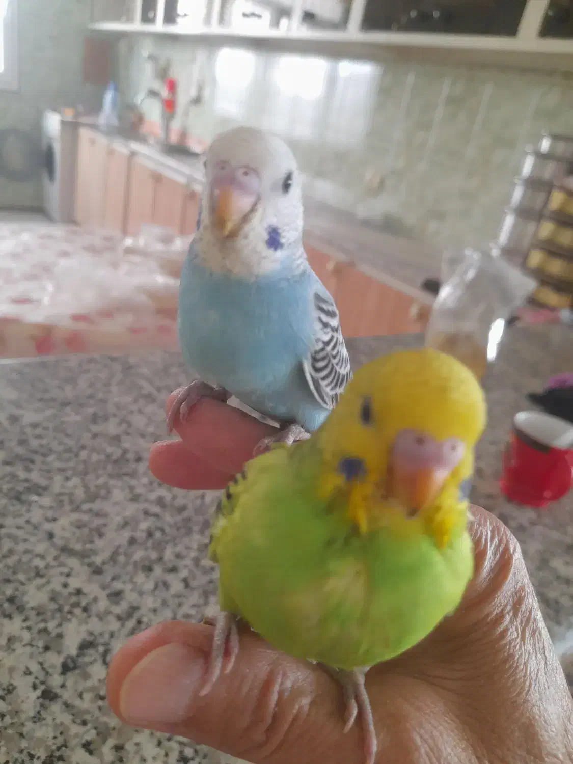 .مرغ عشق|پرنده|سنندج, |دیوار