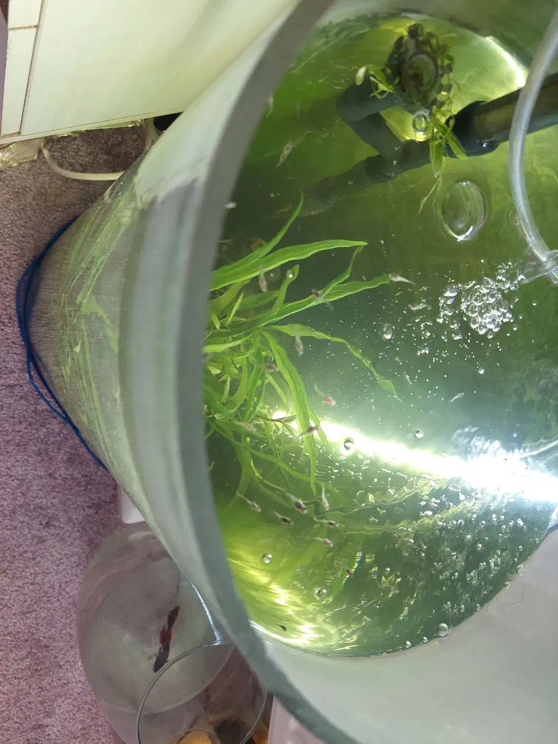 فروش تعدادی ماهی و آکواریوم استوانه ای|ماهی|محمدیه-قزوین, |دیوار