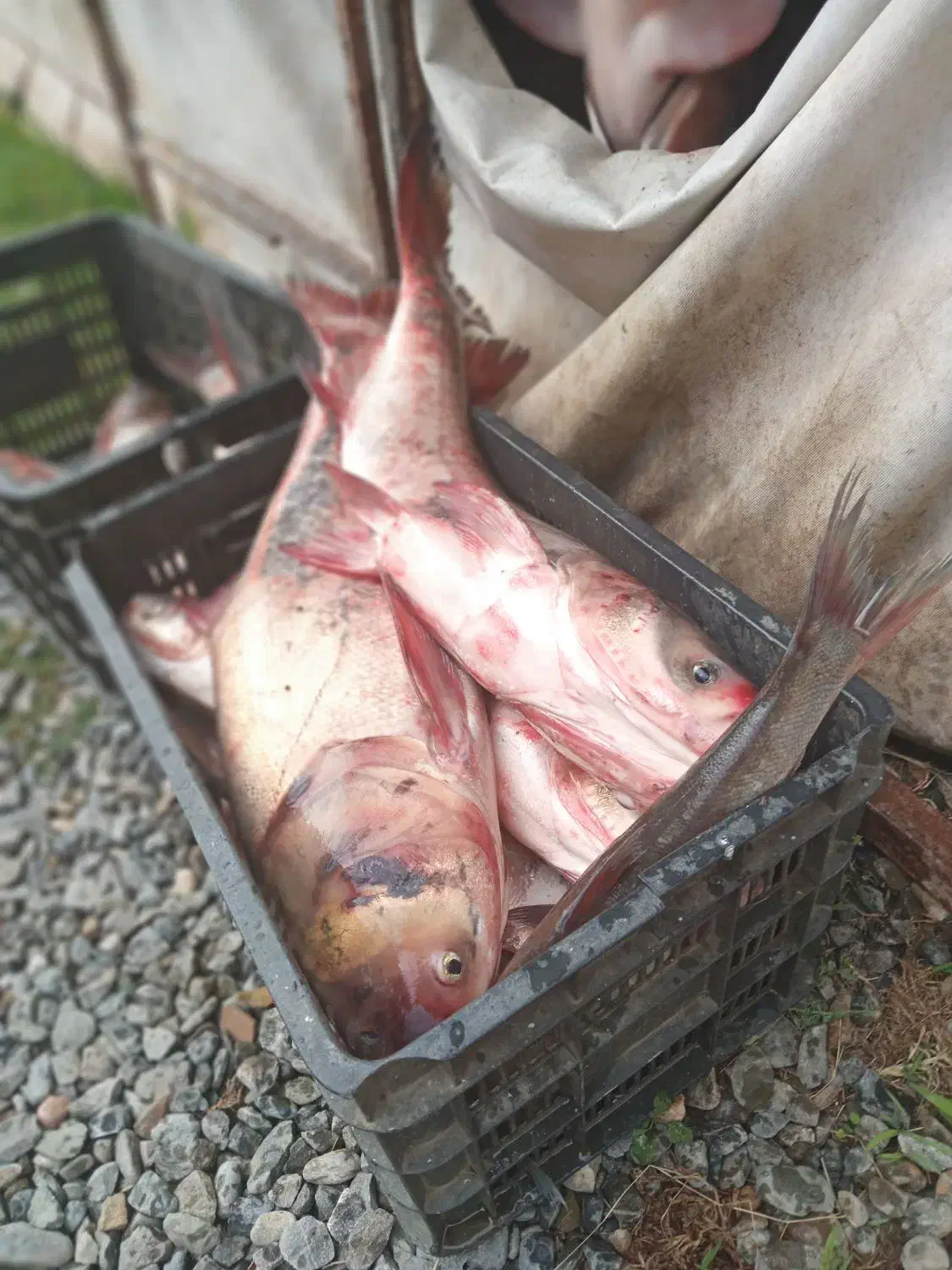 ماهی زنده کپور آمور فیت فاک|ماهی|گرگان, |دیوار