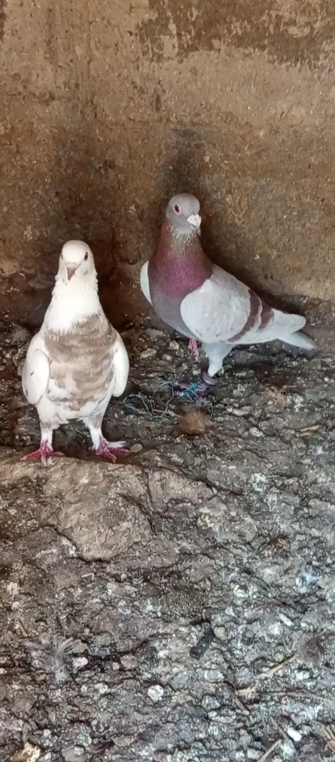 کبوتر|پرنده|منجوان, |دیوار