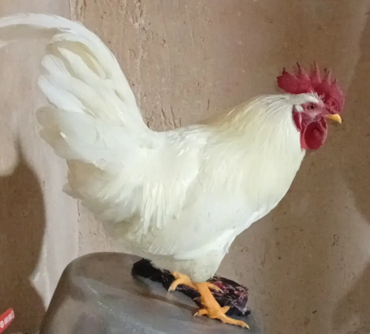 خروس|حیوانات مزرعه|صحنه, |دیوار