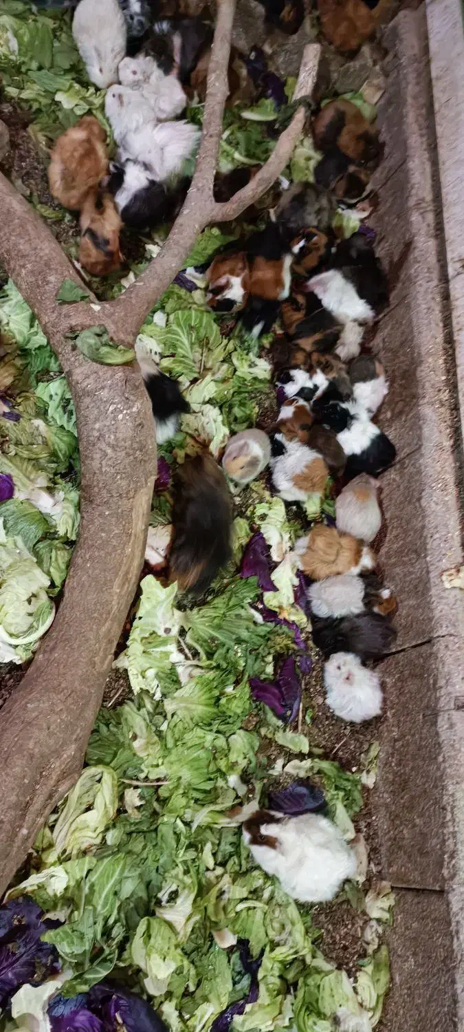 خوکچه هندی مو بلند . فشن . مو صاف|موش و خرگوش|اصفهان, رهنان|دیوار