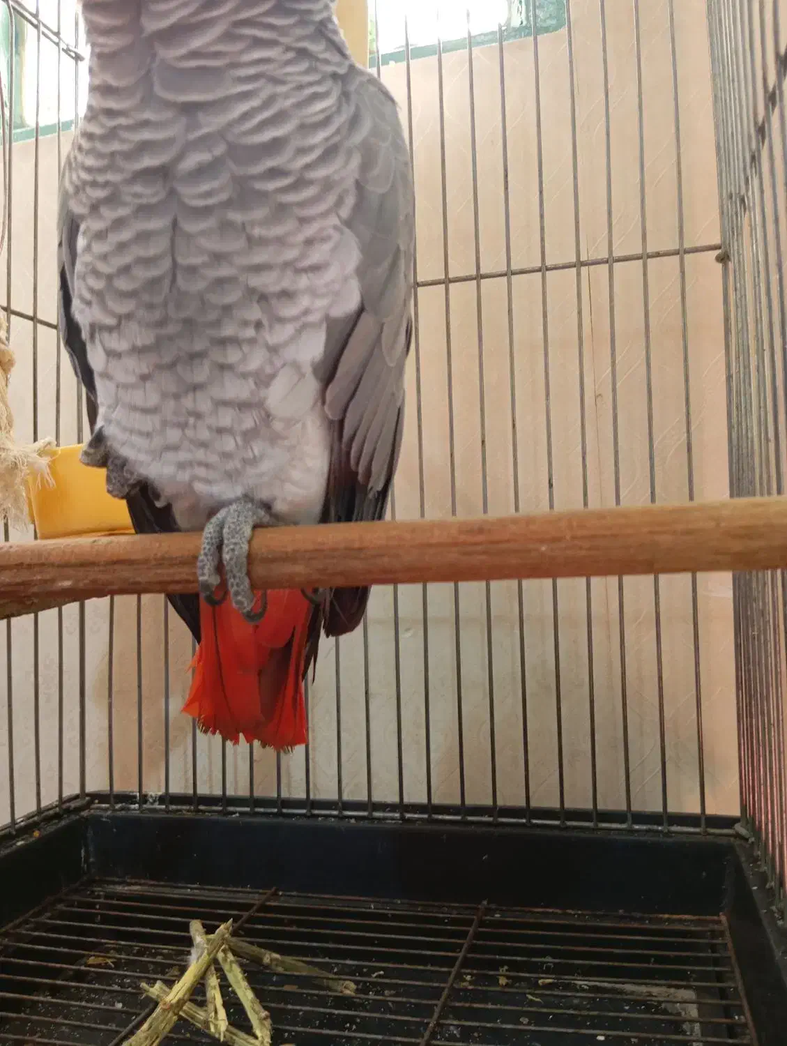 کاسکو|پرنده|شهریار, دهشاد بالا|دیوار