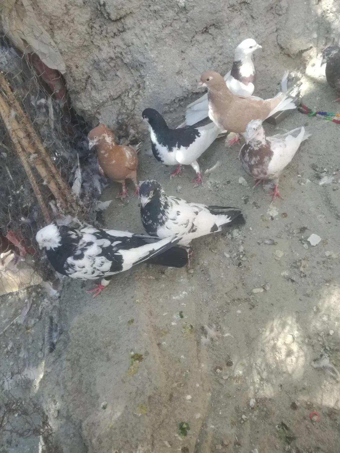 کبوتررنگی|پرنده|کوار, |دیوار