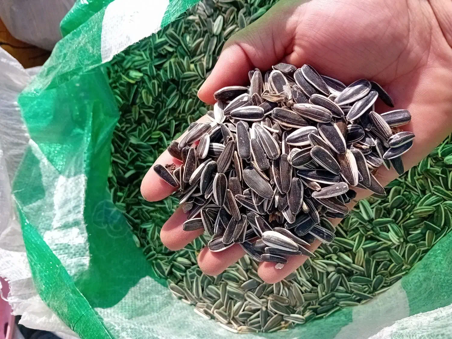 تخمه خام زیر قیمت بازار حدود ۳۰۰کیلو موجوده|خوردنی و آشامیدنی|ماهنشان, |دیوار