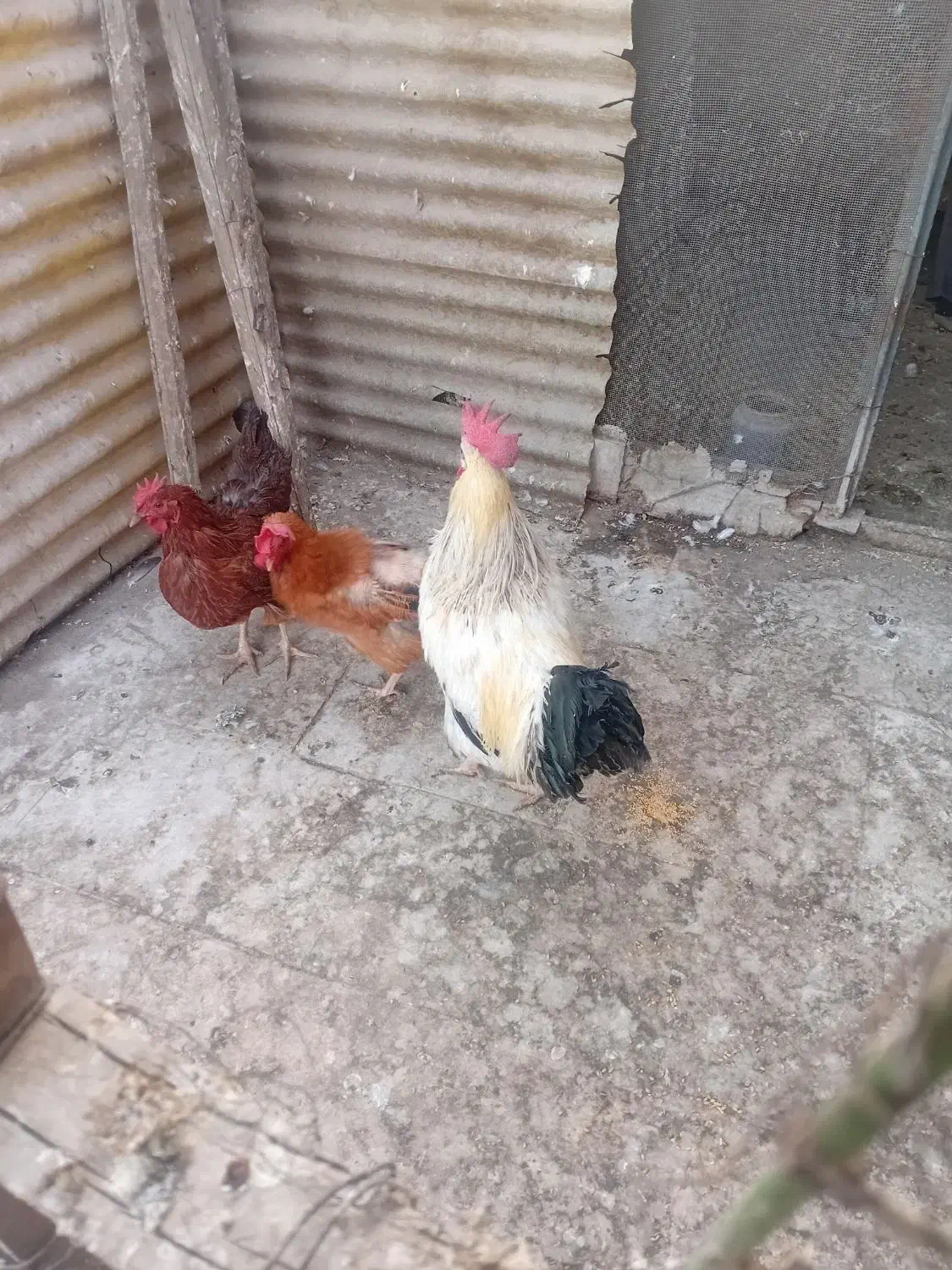 مرغ و خروس|حیوانات مزرعه|بهارستان, |دیوار