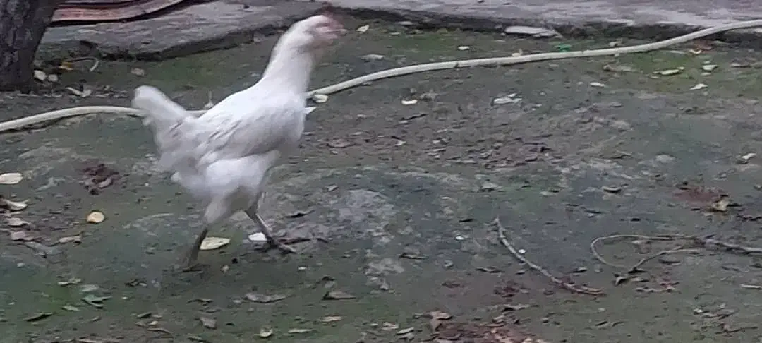 مرغ زینتی خاص ، سفید ، تخم|حیوانات مزرعه|کردکوی, |دیوار