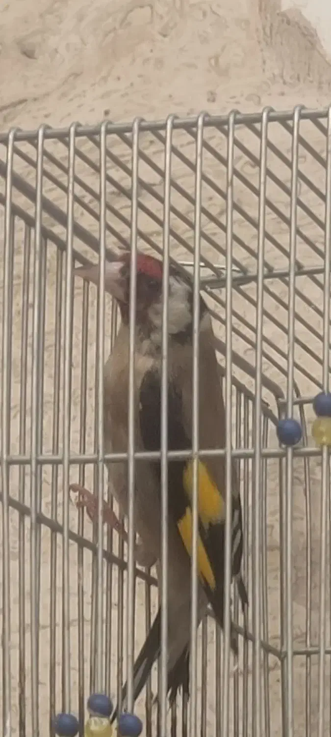 سهره سر سیاه دهن زن|پرنده|شیراز, شهرک مطهری|دیوار