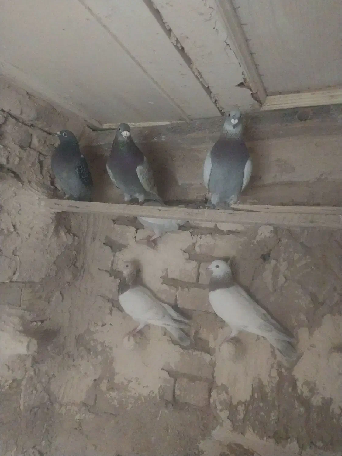 ۷ عدد پرنده هوایی|پرنده|بردسکن, |دیوار