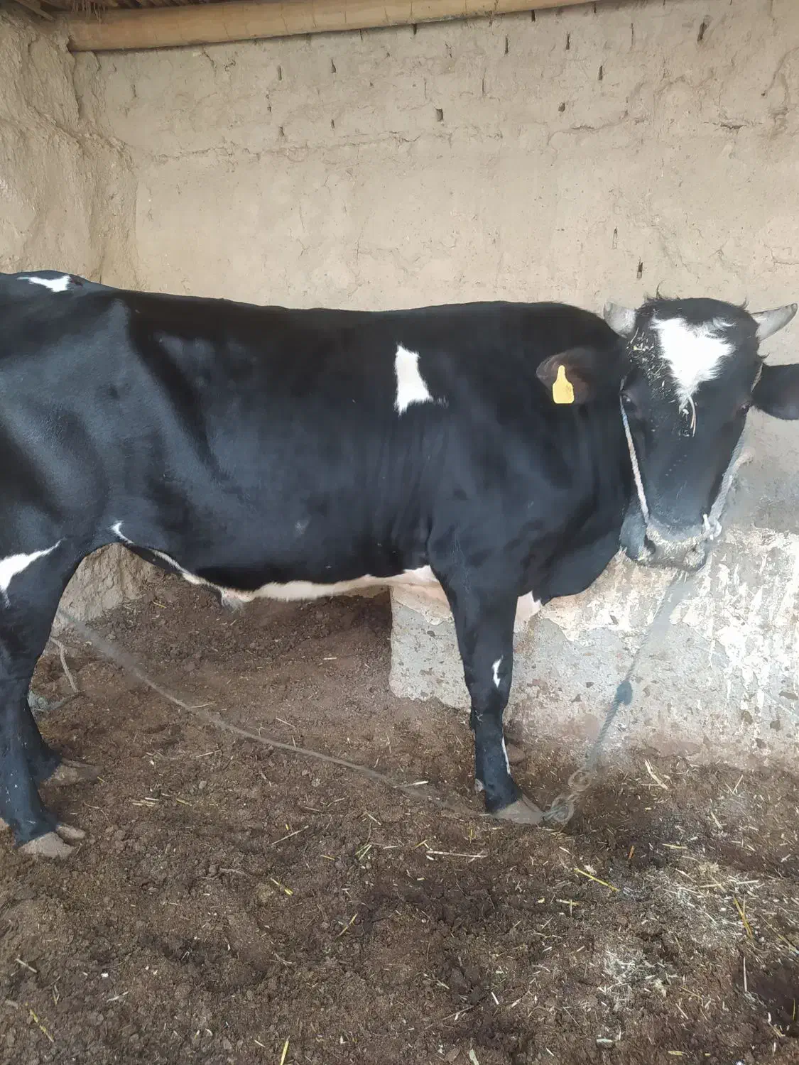 گاو|حیوانات مزرعه|سراوان, |دیوار