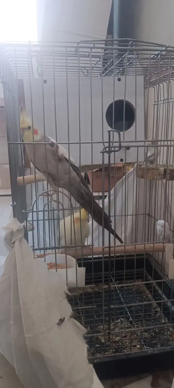 جفت عروس هلندی|پرنده|اسلامشهر, شهرک محمدیه|دیوار