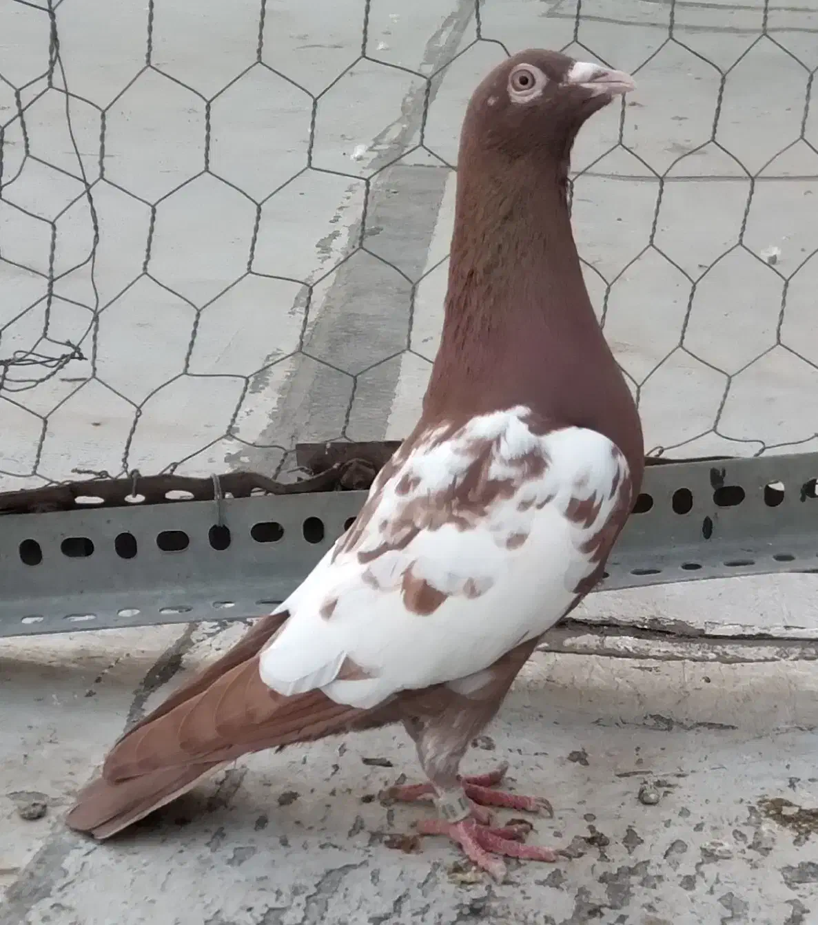 کبوتر مسافتی|پرنده|اردبیل, |دیوار