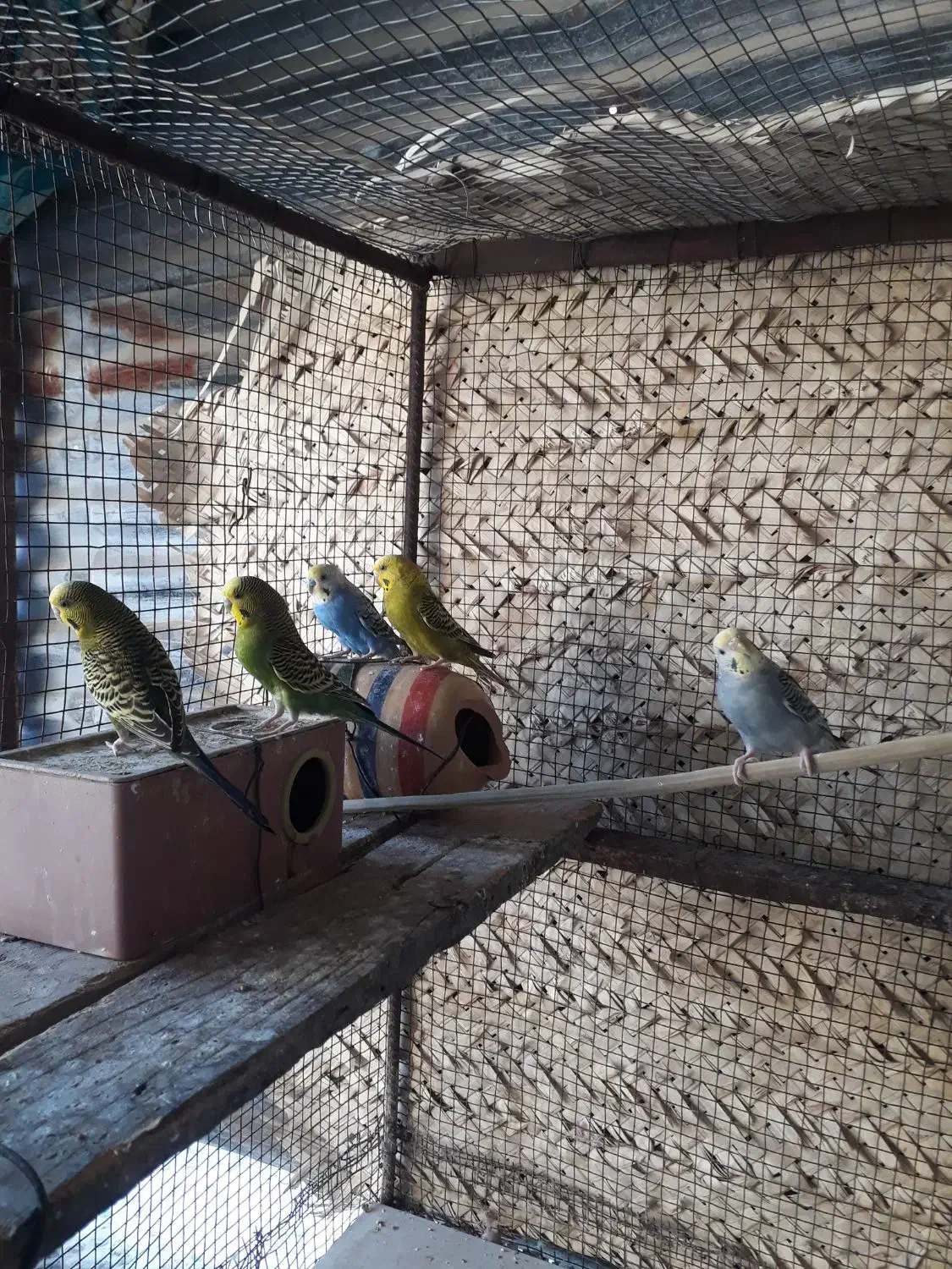 جفت مرغ عشق با جوجه که بزرگ شدن|پرنده|شبانکاره, |دیوار