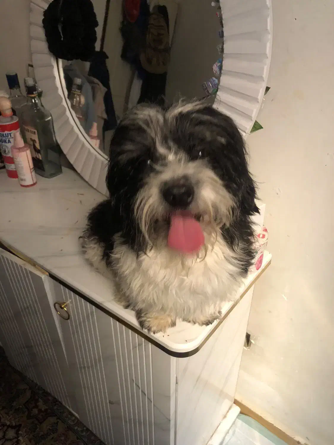 شتیزو|سگ|سیرجان, |دیوار