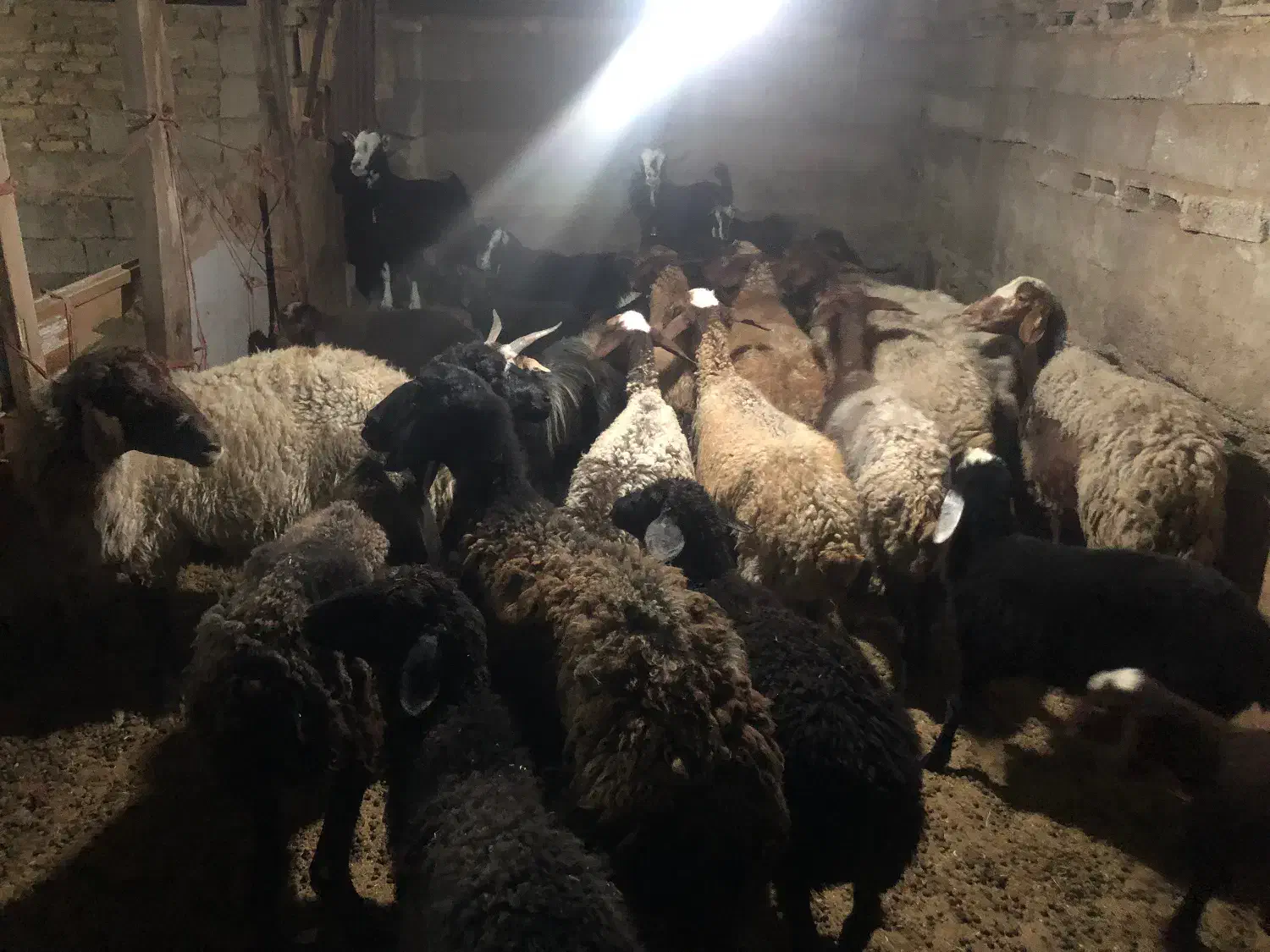 میش و بره جوان|حیوانات مزرعه|قرچک, ولی آباد|دیوار