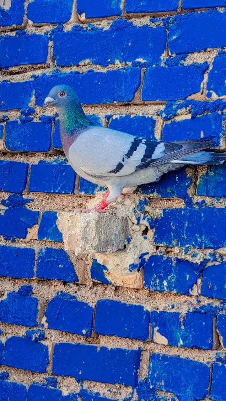 کفتر پرنده3تا ماده پلاکی درجه یک|پرنده|کارون, |دیوار