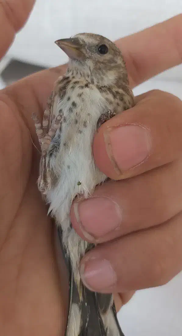 جوجه سهره بخون|پرنده|بندرعباس, |دیوار