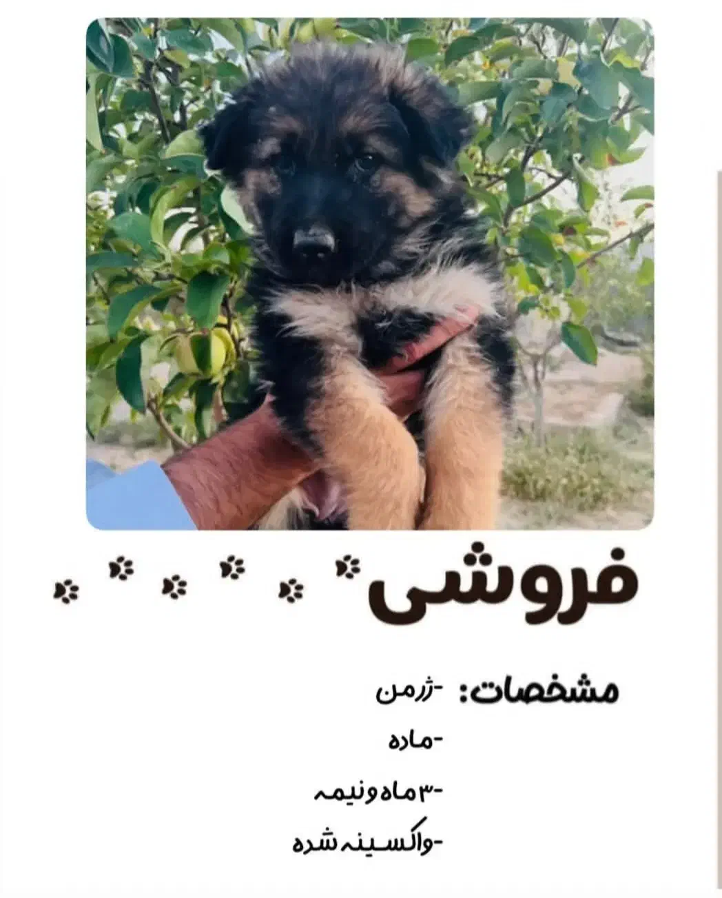 توله ژرمن ماده|سگ|بجنورد, |دیوار