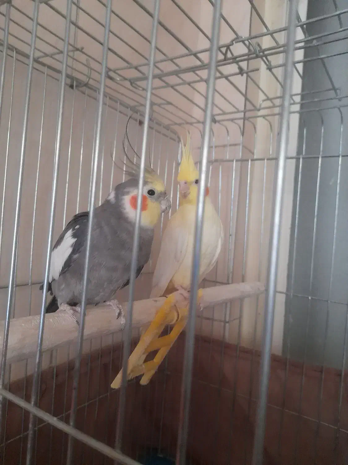 یک جفت عروس هلندی مولد ویک جوجه نر|پرنده|کرج, شهرک فهمیده|دیوار