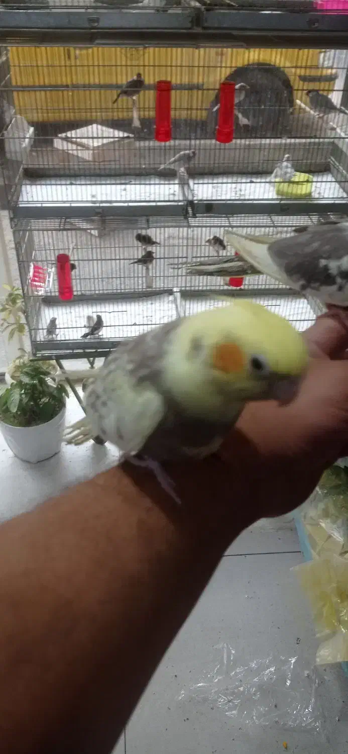 جوجه عروس هلندی رام|پرنده|تهران, سلسبیل جنوبی|دیوار