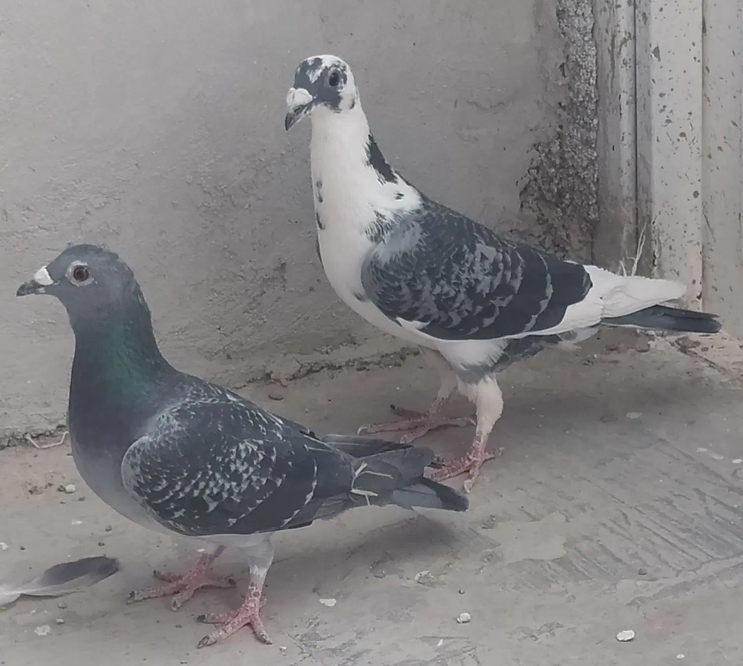 فروش چند جفت پلاکی درجه یک|پرنده|مرودشت, تامین اجتماعی|دیوار