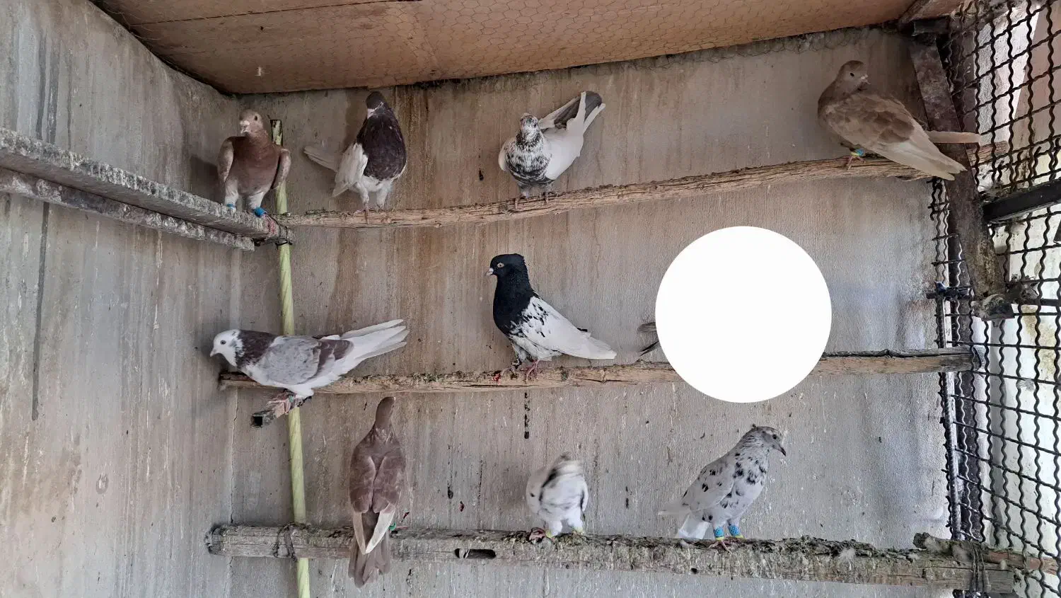 کبوتر رنگی سرور دمبی کفتر هوایی نر|پرنده|اصفهان, قائمیه|دیوار