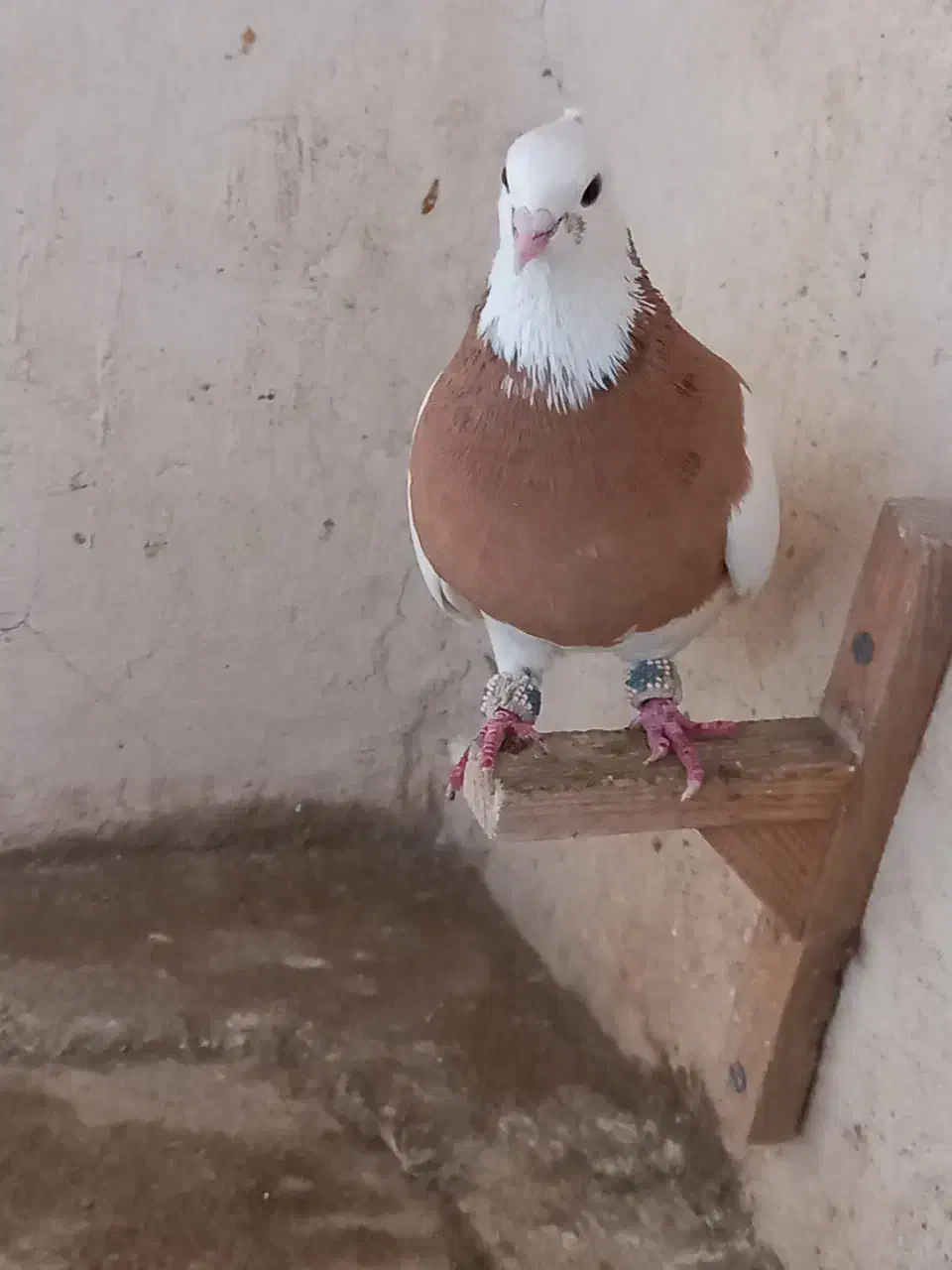 طوقی|پرنده|شیراز, کوشک میدان|دیوار