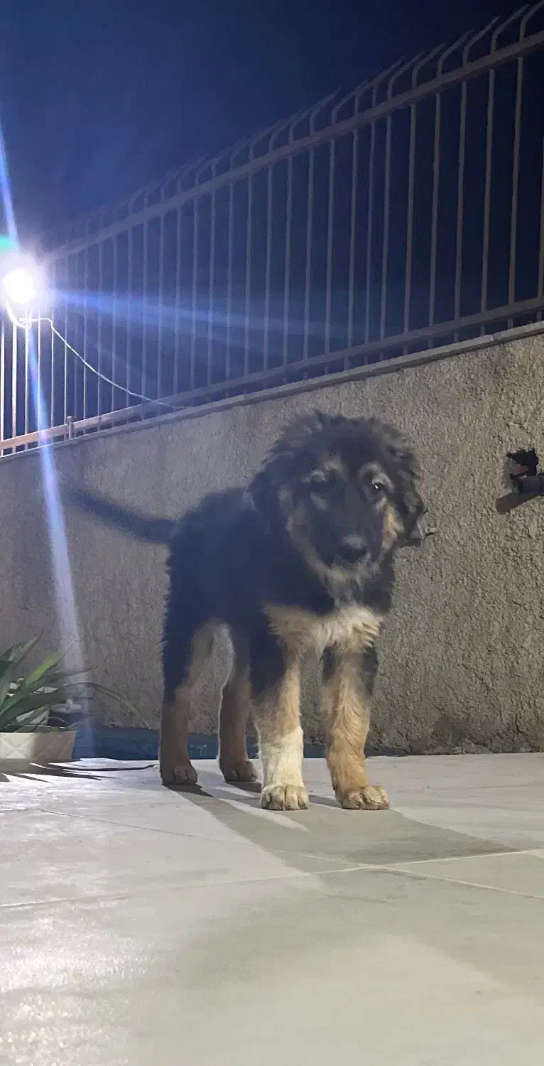 ی قلاده سگ قفقازی به فروش میرسد|سگ|هشتگرد, فشند|دیوار