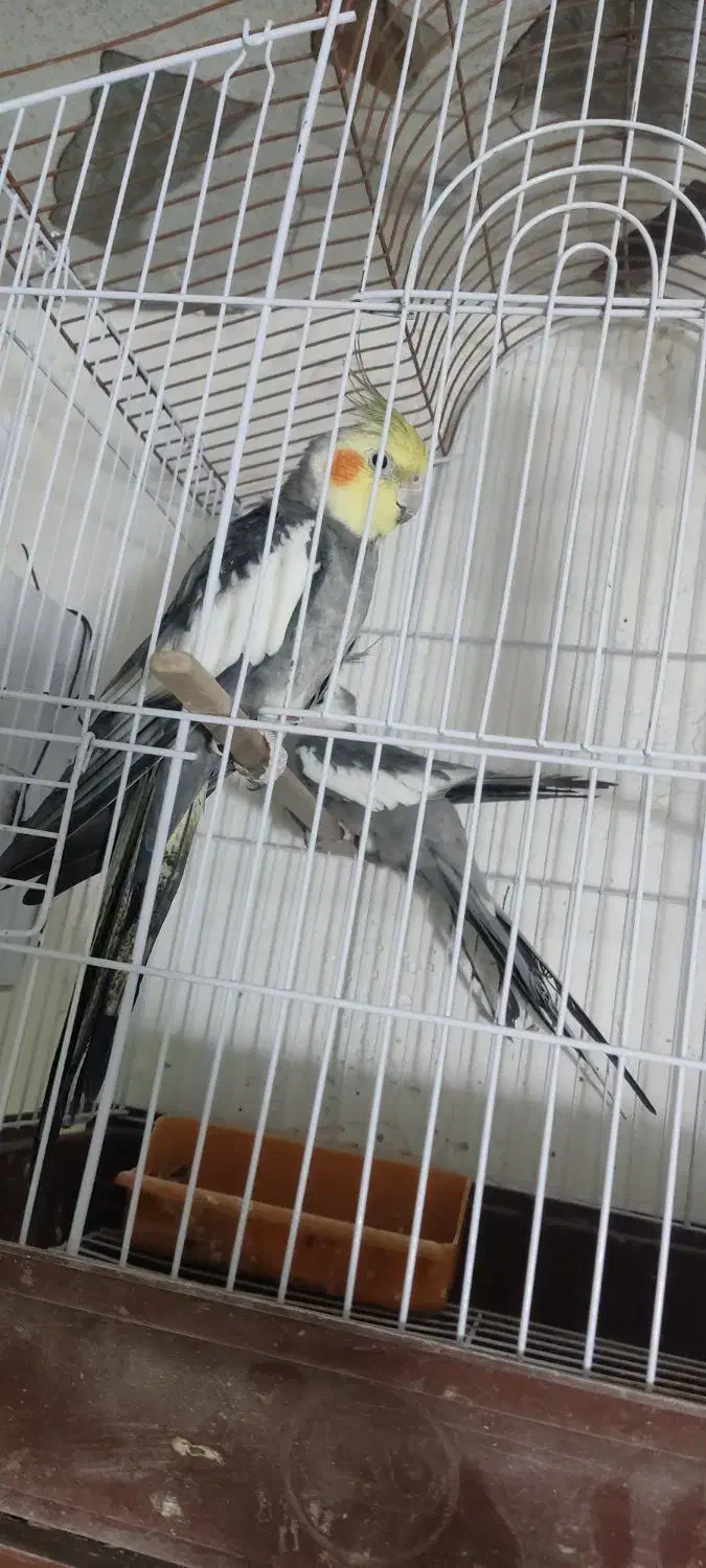 عروس هلندی جوجه|پرنده|بند زرک, |دیوار