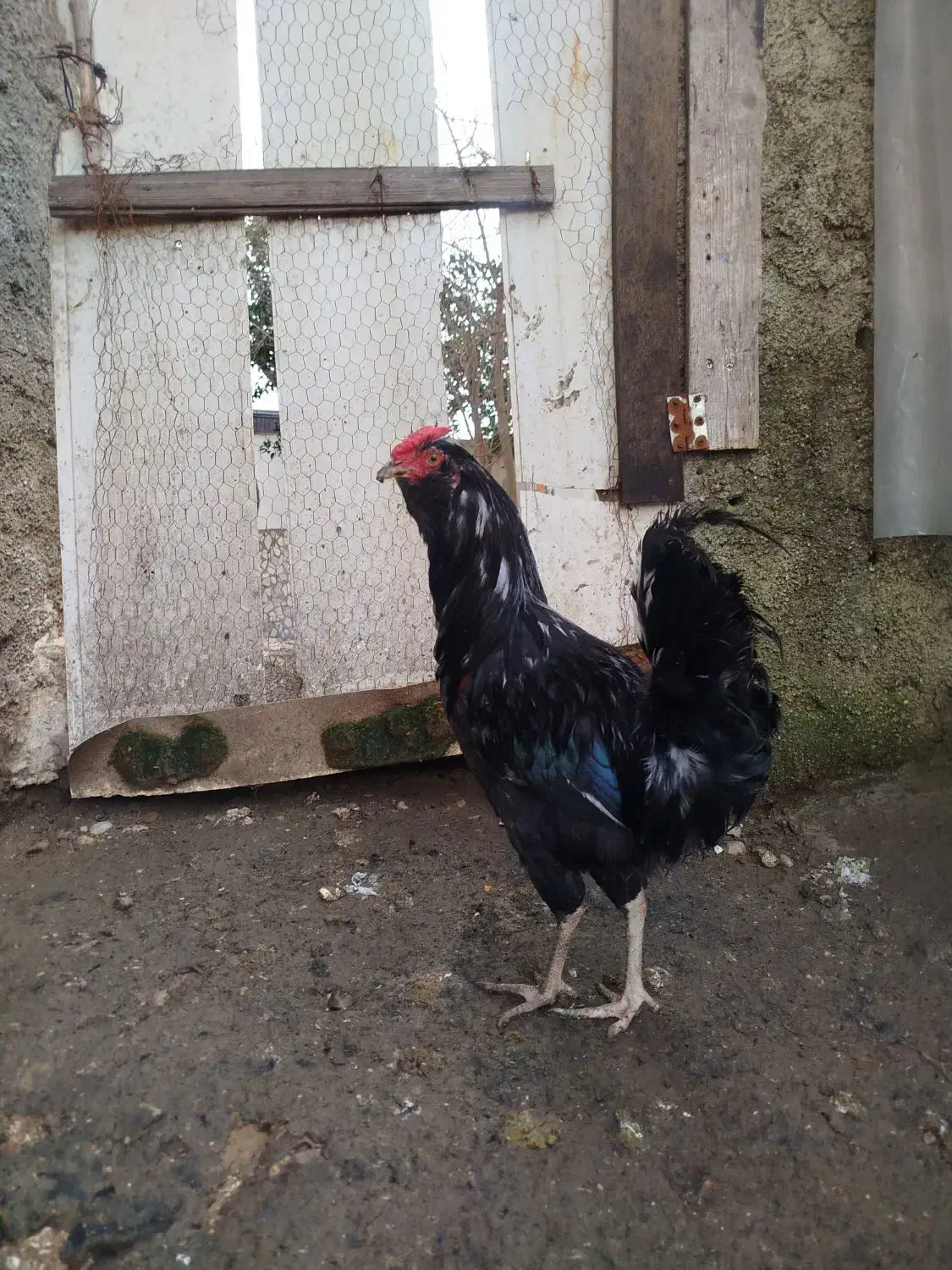 دو عدد خروس گلین مشکی و طوسی|حیوانات مزرعه|ارطه, |دیوار