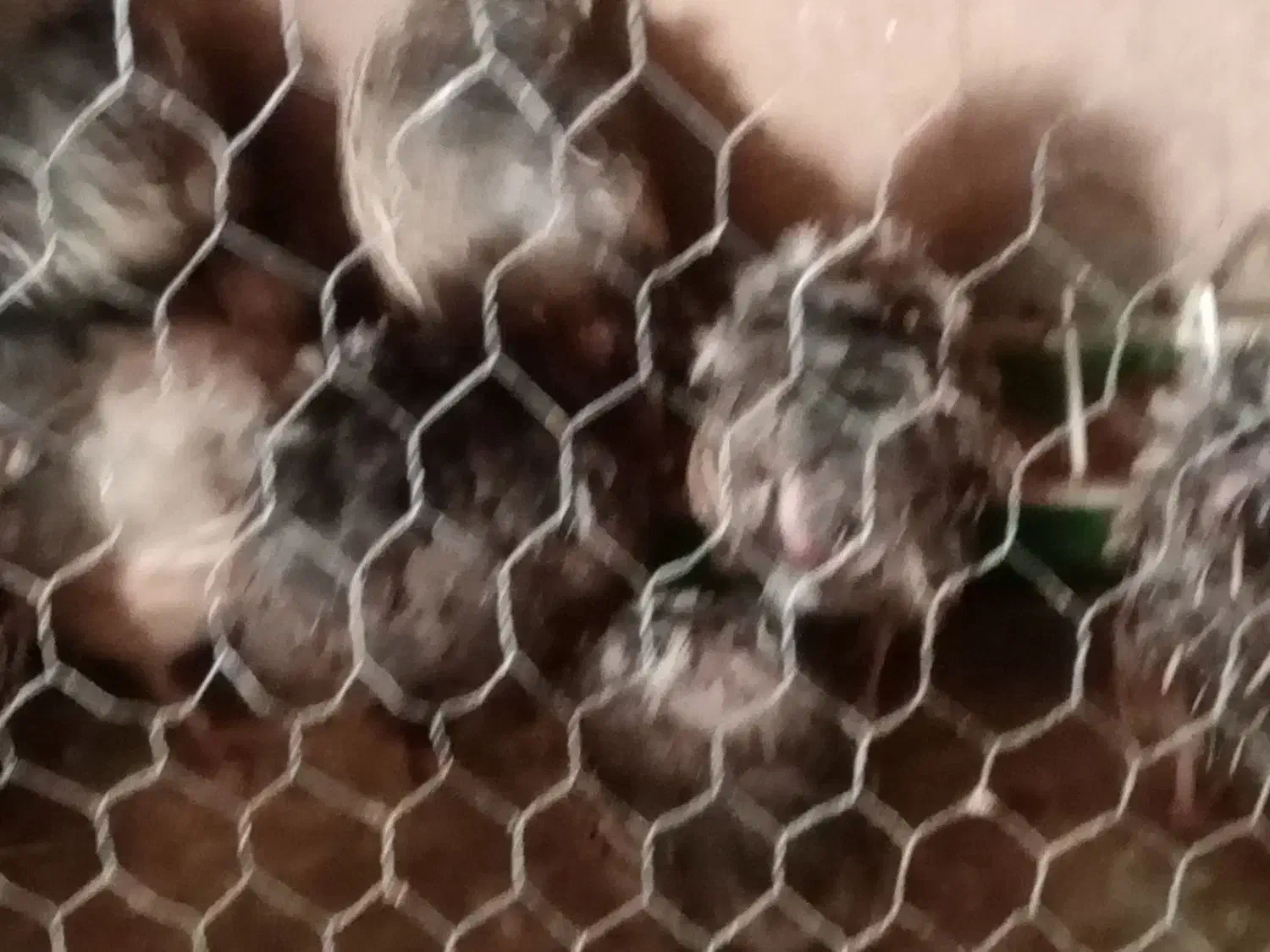 فروش غاز و بلدرچین|حیوانات مزرعه|شاهرود, |دیوار