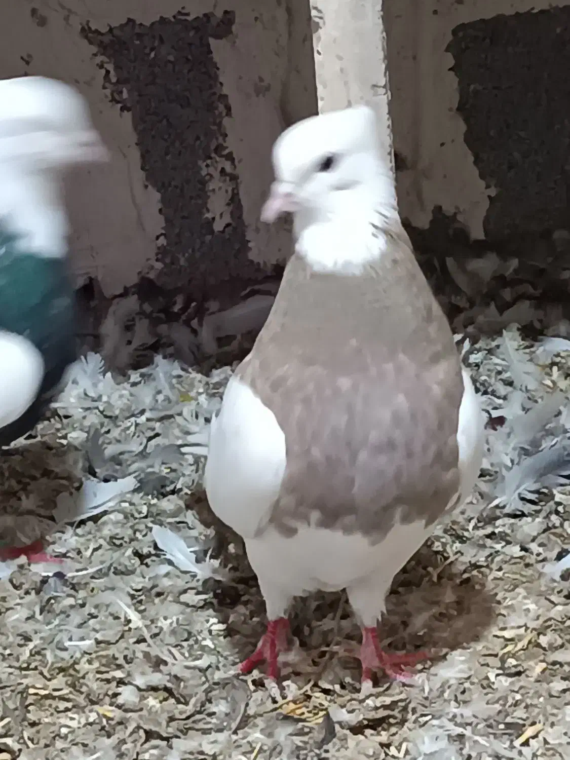 چند جفت طوقی ضمانتی|پرنده|فیروزآباد, |دیوار