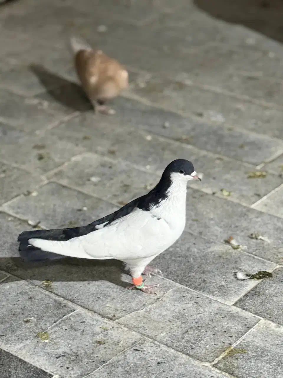 کفتر بوم المانی سار هفترنگ سینه چپ افشون زرد|پرنده|مشهد, هفده شهریور|دیوار