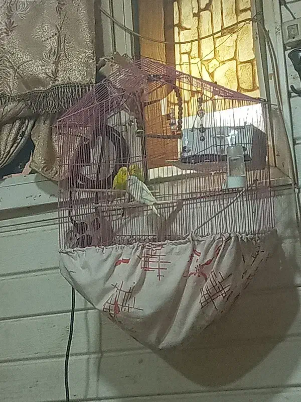 مرغ عشق|پرنده|بم, |دیوار