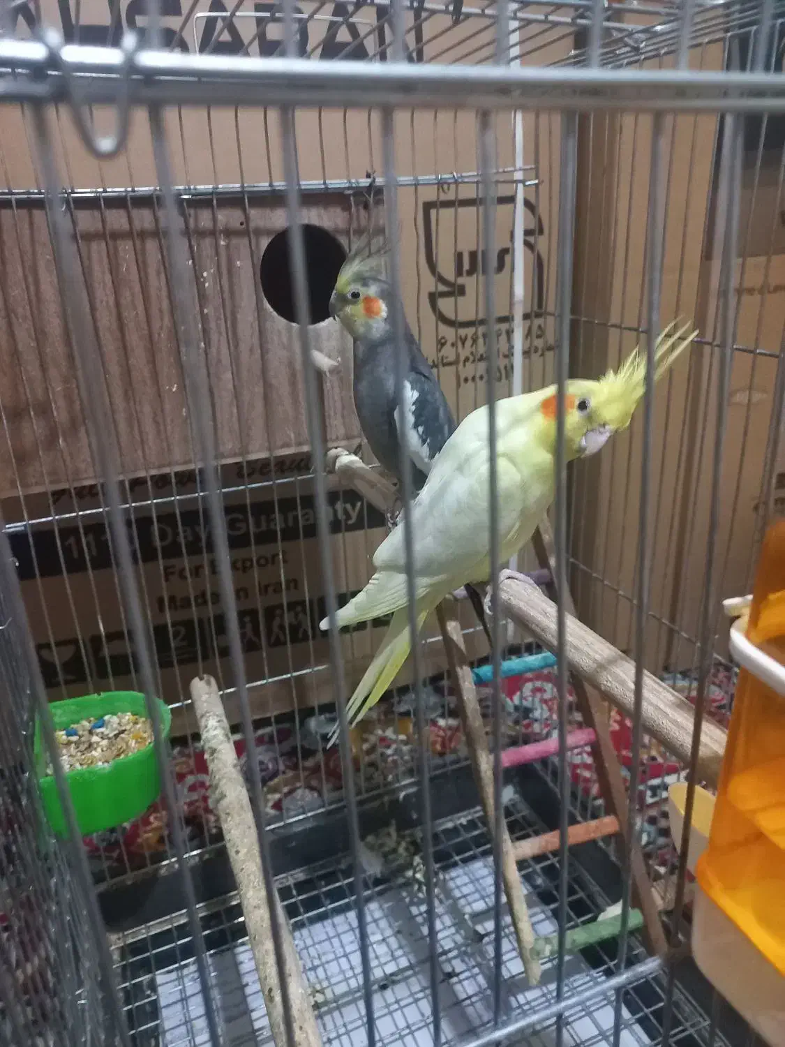 یک جفت عروس هلندی مولد بفروش می رسد|پرنده|نورآباد, |دیوار