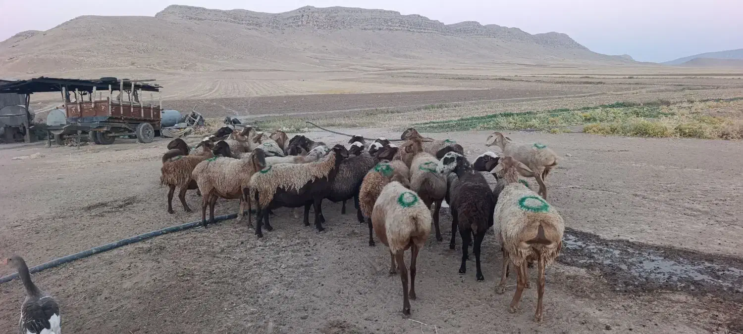 20 راس گوسفند زاییده بره ها جو خور جفتی 52|حیوانات مزرعه|کوهدشت, |دیوار