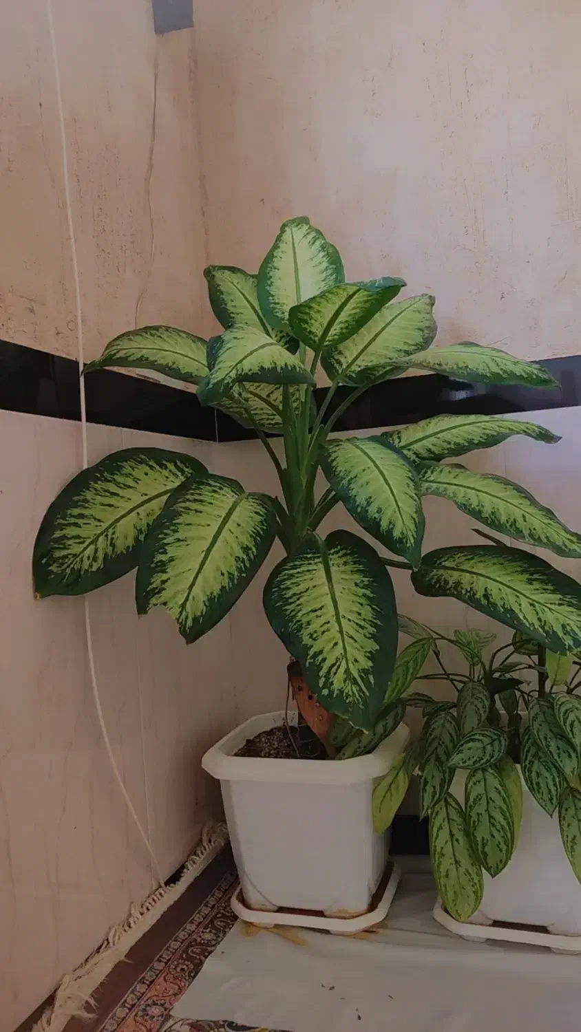 گل تمیز|گل و گیاه طبیعی|جوانرود, |دیوار