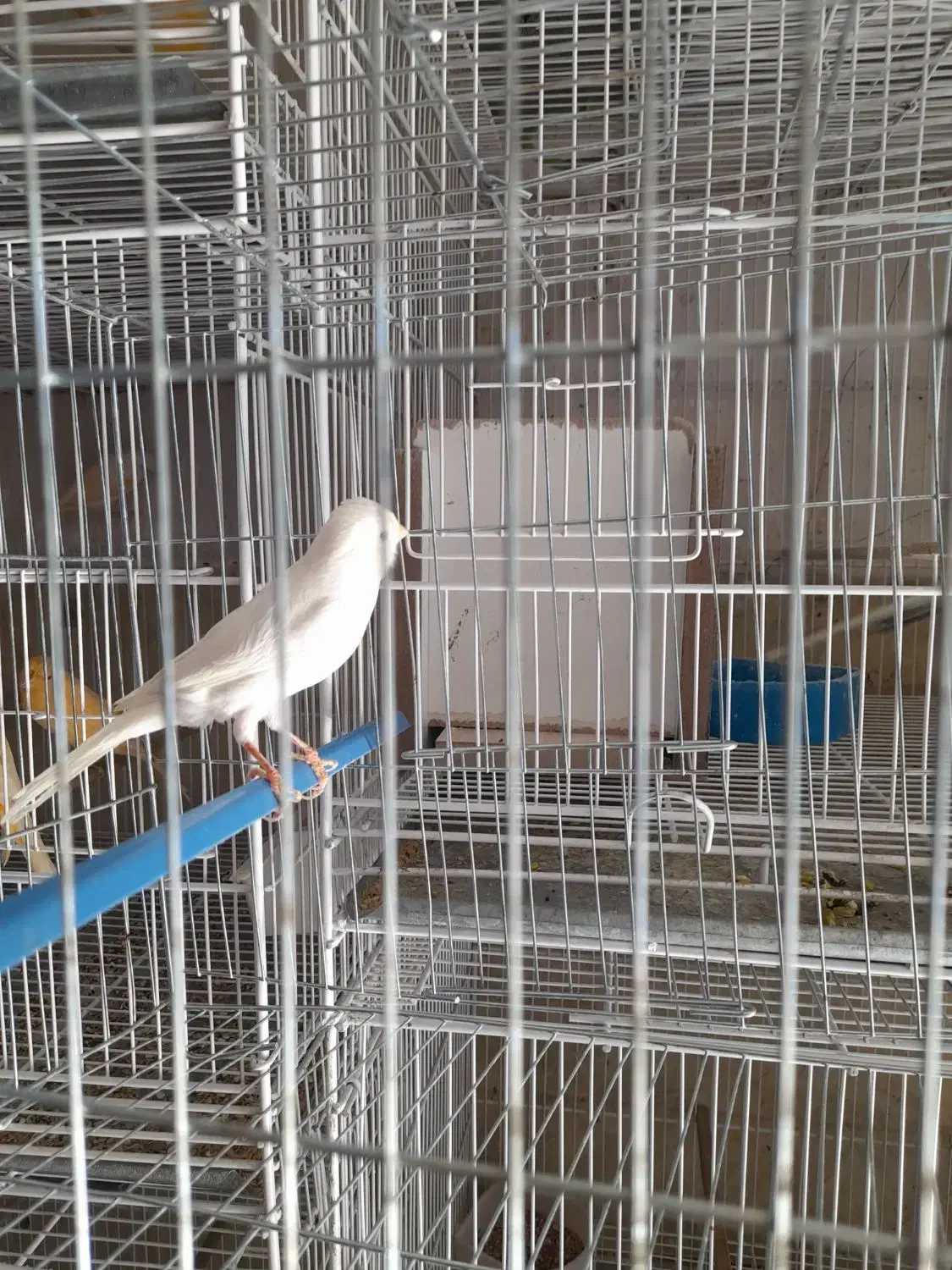 قناری نر بخون|پرنده|بم, |دیوار