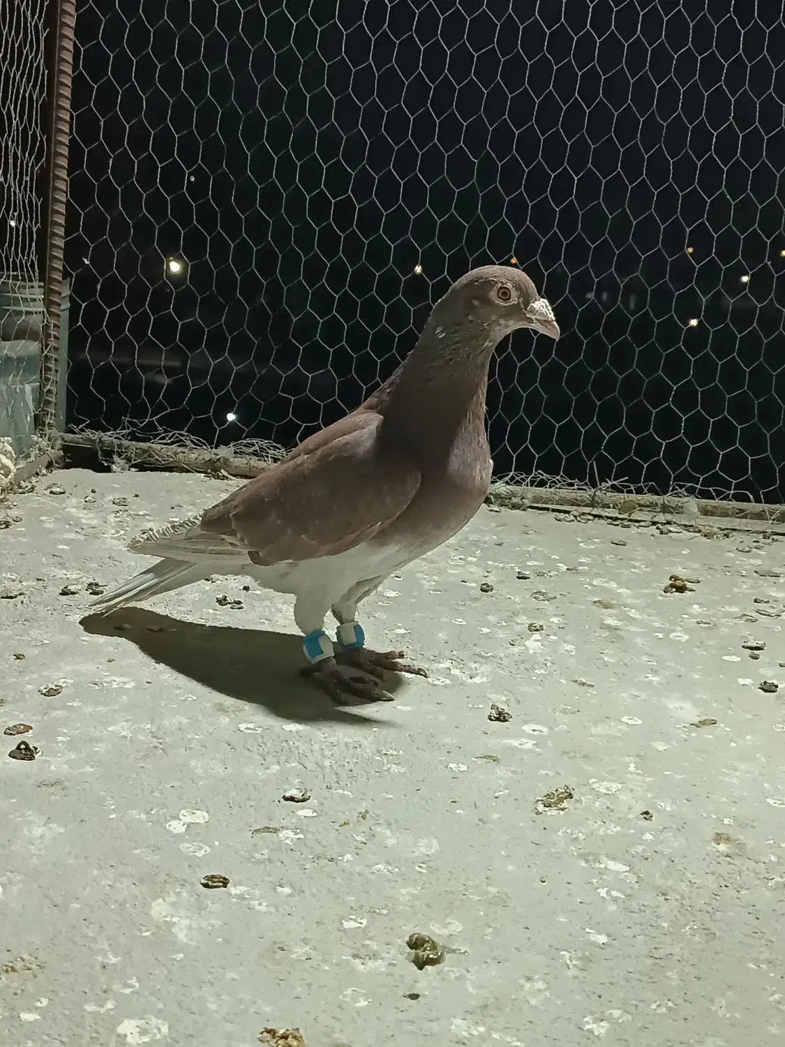 دورگ صید پرشی|پرنده|بجنورد, |دیوار