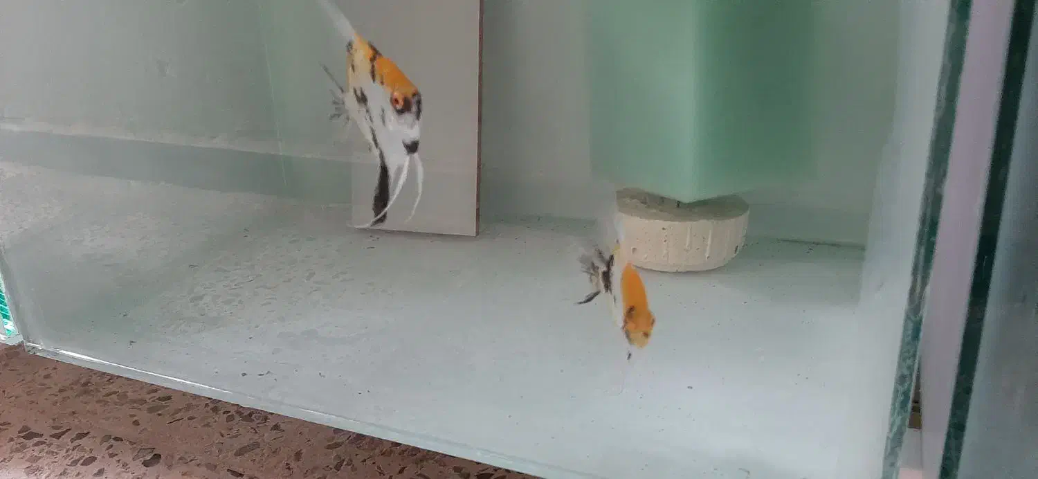 ماهی آنجل کوی ماربل|ماهی|فردیس, شهرک ۱۱۰|دیوار