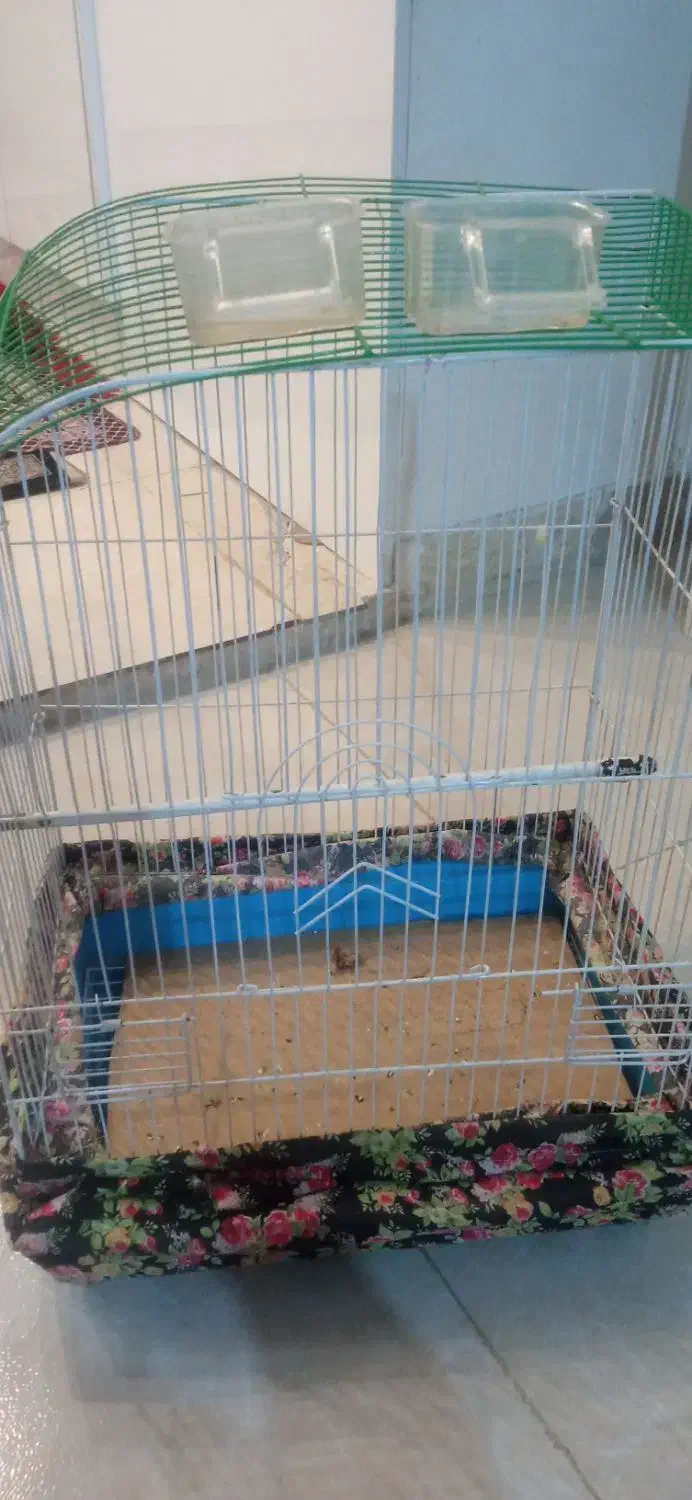 یه جفت مرغ عشق ابی و سبز با قفس|پرنده|پردیس, فاز ۸|دیوار