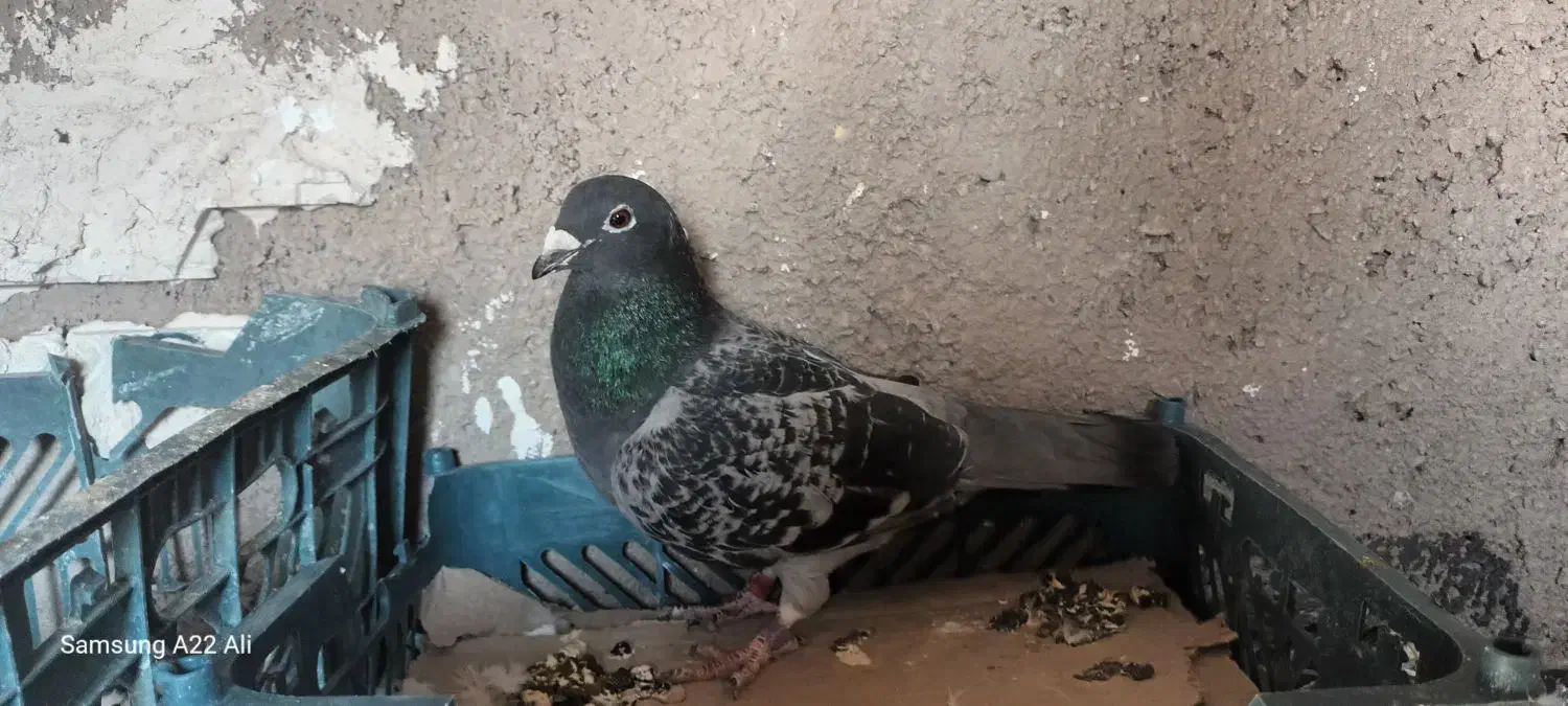 نر ویگن|پرنده|رشتخوار, |دیوار