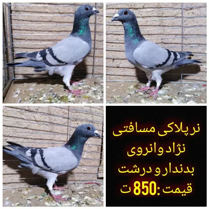 کفتر پلاکی،مسافتی،طوقی،ترکیه ای|پرنده|یزد, |دیوار